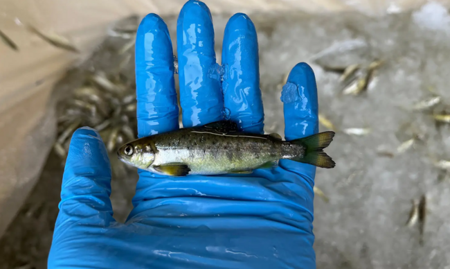 Uma mão segurando um pequeno peixe