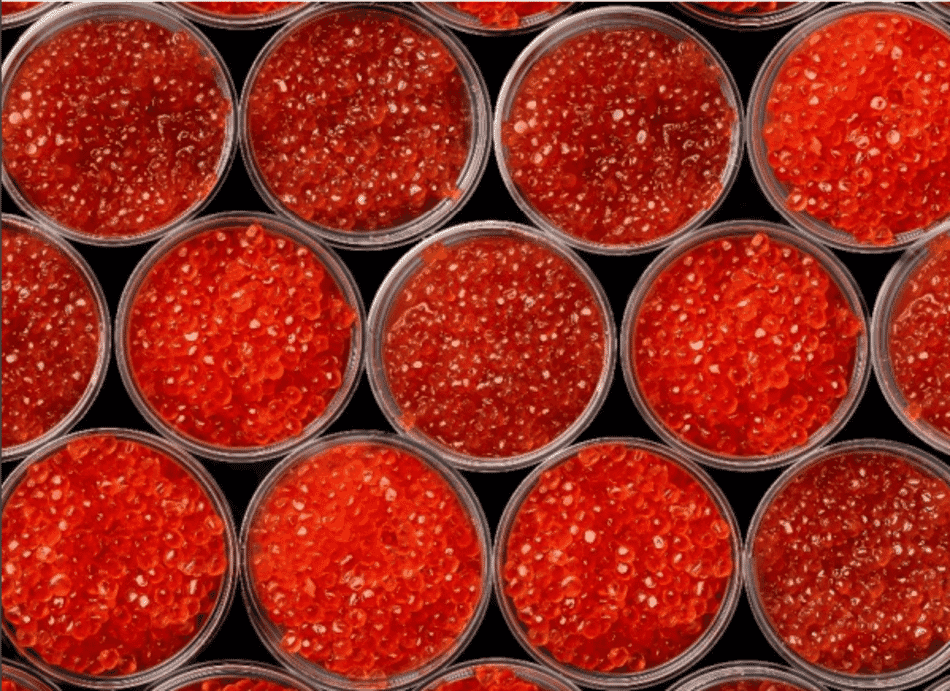 Switching from sturgeon a look at global salmon and trout roe