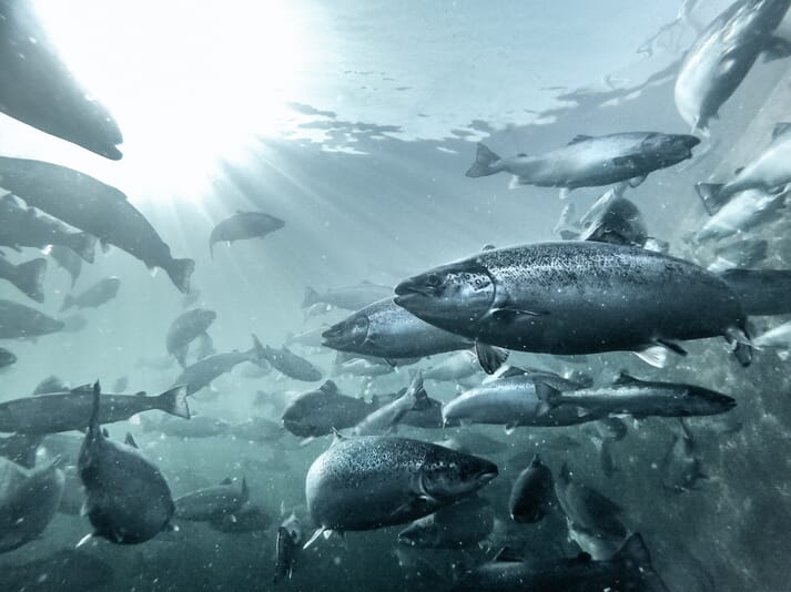 salmon swimming under water