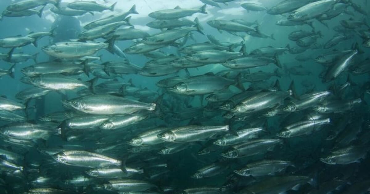 Submerging Atlantic salmon cages may do more harm than good