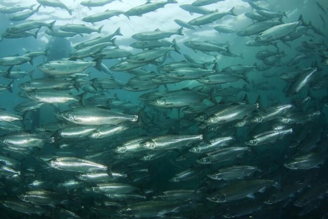 salmon shoal under water