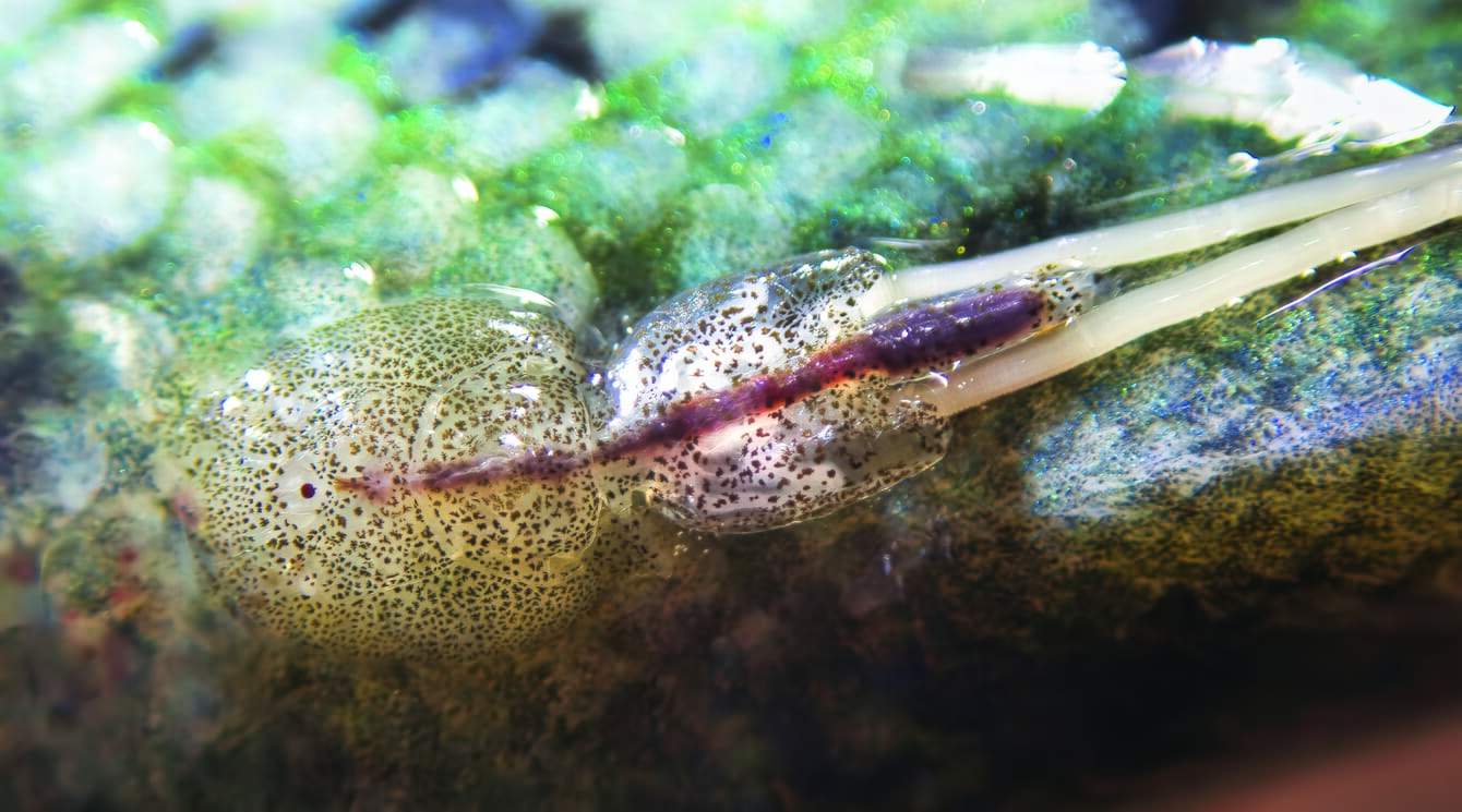 sea louse attached to fish skin