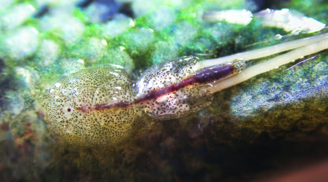 adult sea lice attached to salmon skin