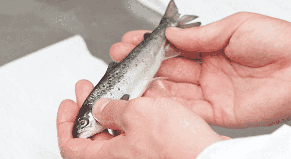 SuperSmolt FeedOnly is currently being used in all major salmon producing countries