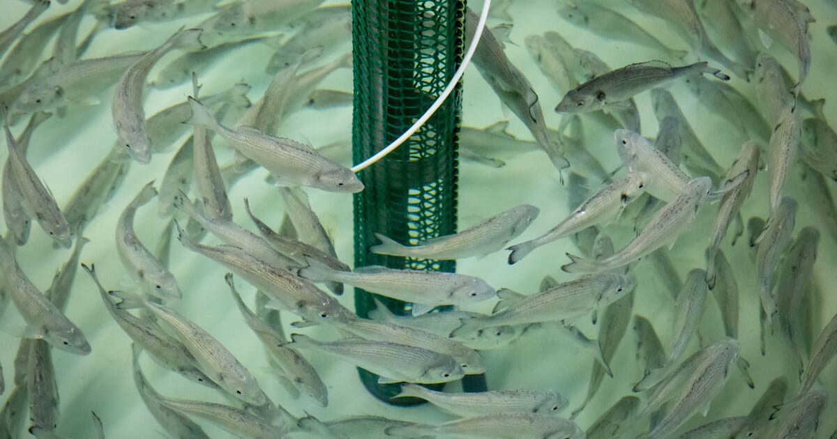 ASC publishes new shrimp and RAS standards | The Fish Site