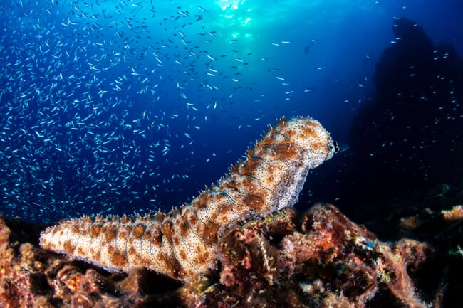 Sea cucumber on reef.