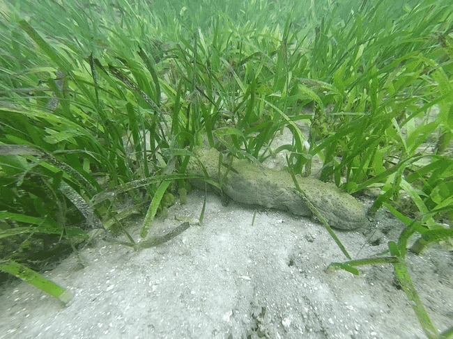 Pepinos de mar.