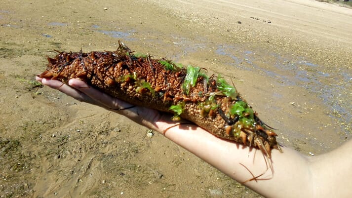 person holding a breeder-sized sea cucumber