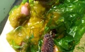 Juvenile sea cucumbers can be fattened in macroalgae IMTA systems thumbnail