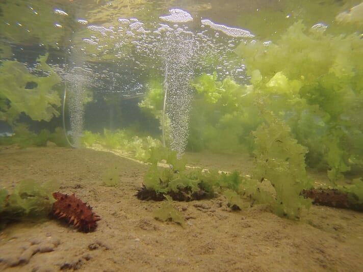 sea cucumbers growing in an IMTA system