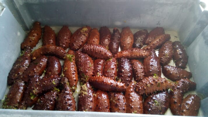 sea cucumbers in a box