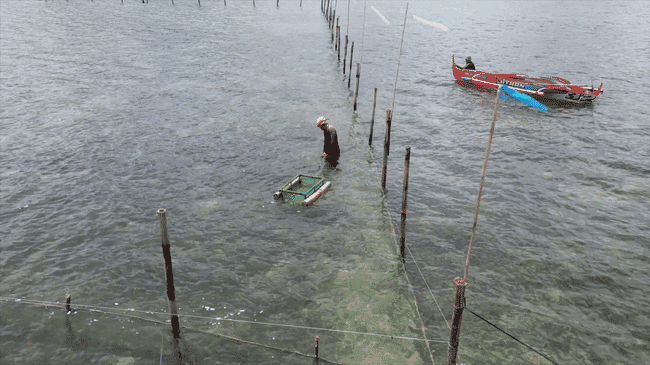 view of a sea cucumber farm