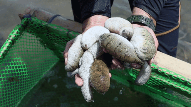 person holding sea cucumbers out of the water