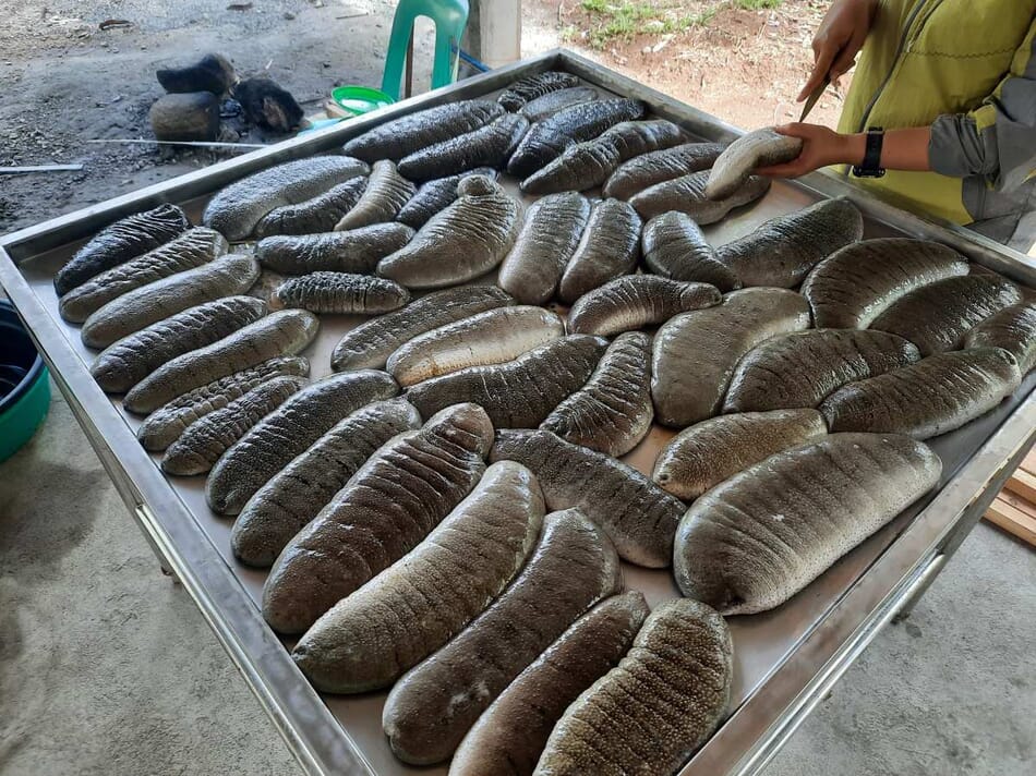 The startup with plans to establish “the world’s largest” sea cucumber