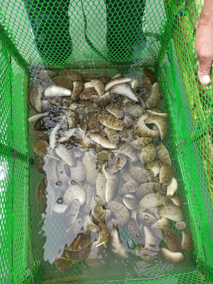 Farmed sea cucumbers in a basket