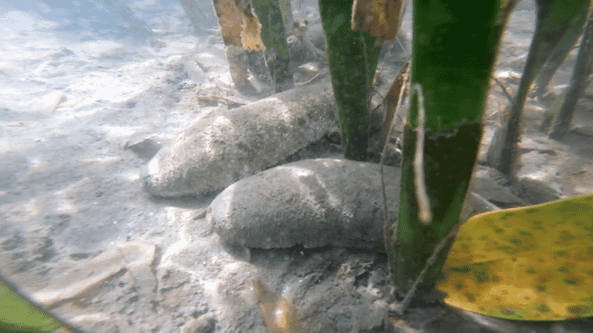 sea cucumbers burrowing near seagrass roots
