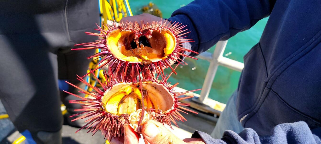 A fresh sea urchin.