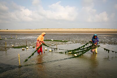 woman pulling in a farmed seaweed line