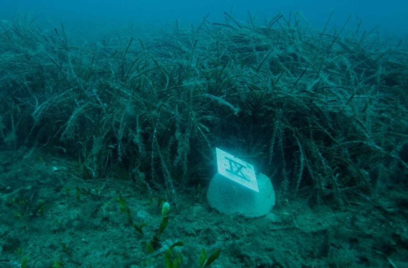 Seagrass can recover from fish farm waste The Fish Site