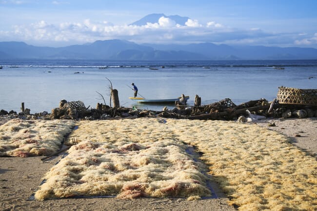 Algas marinhas secando em uma praia próxima ao mar