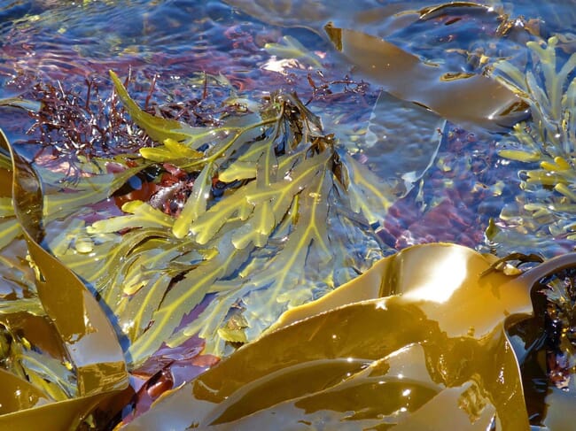 Different species of seaweed in the ocean.