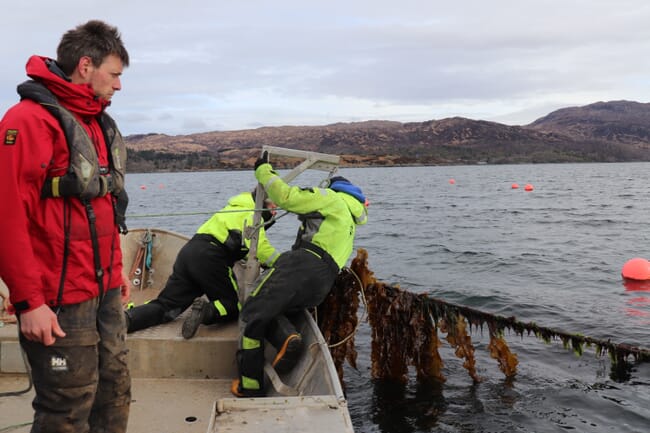 Produtores de algas marinhas colhendo algas escocesas.