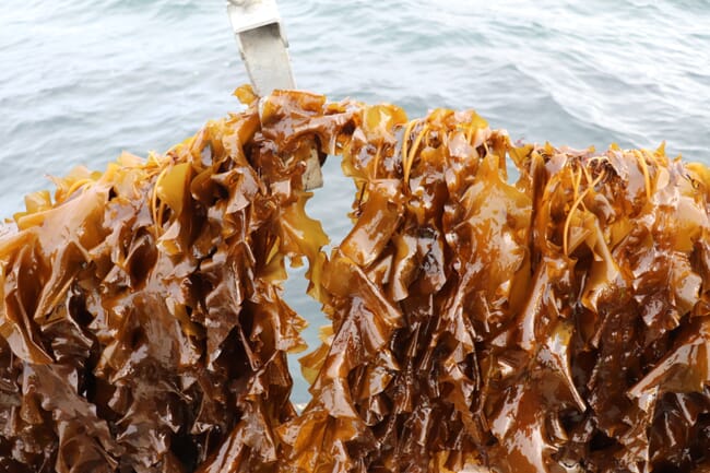 Seaweed farm sugar kelp harvest.