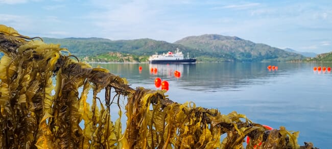 Seaweed farm