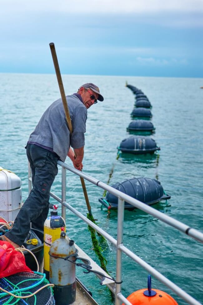 man farms seaweed