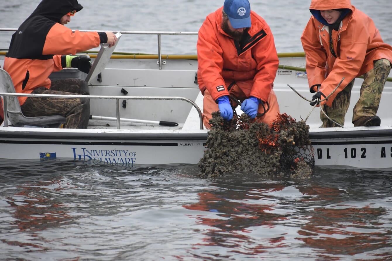 Two people inspecting seaweed from a boat in the United States of America.