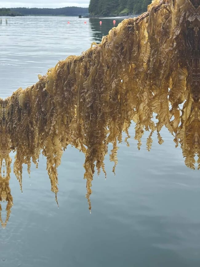 Dragon kelp ready for harvest.