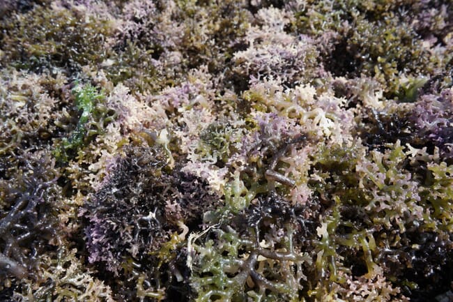 Diseased seaweed.