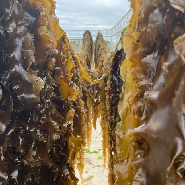 Kelp drying at Sue Wicks' seaweed farm.