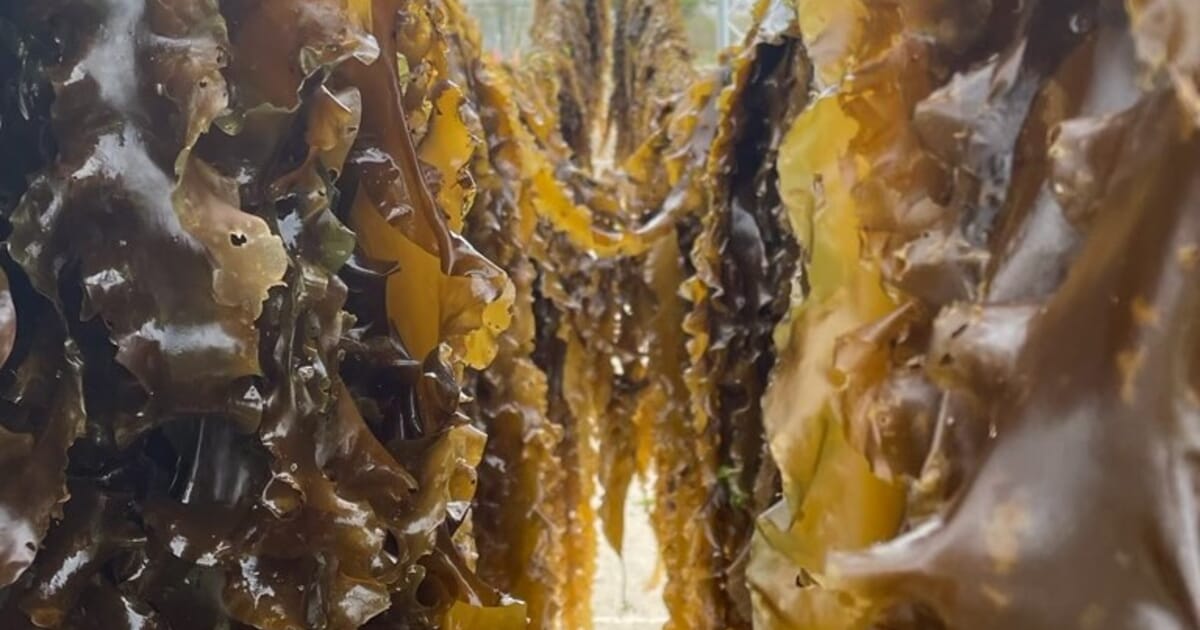 EU allocates €5.7 million for four fresh aquaculture projects