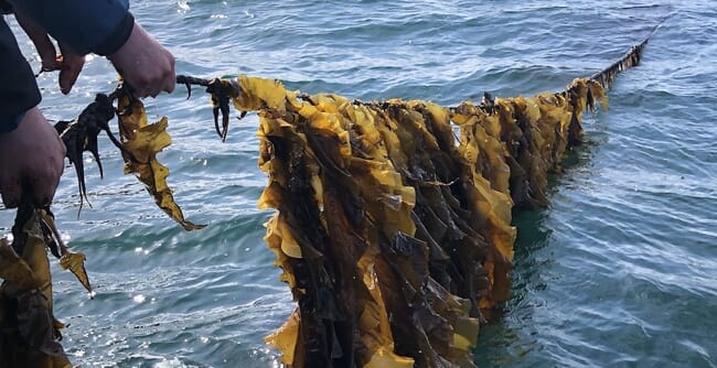 Kelp being farmed in Alaska