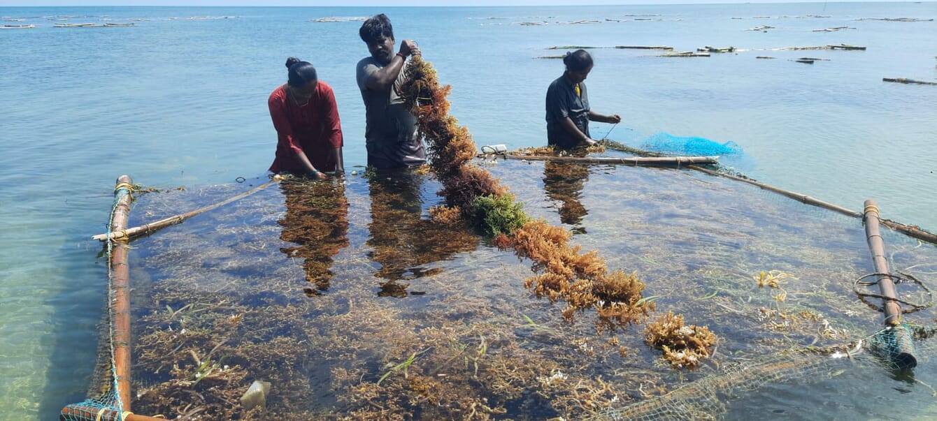 Farmers working on a seaweed farm in India.