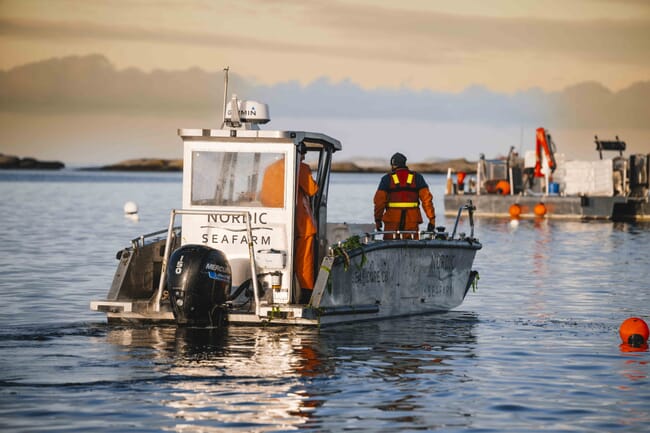 Um homem em um barco colhendo algas marinhas.