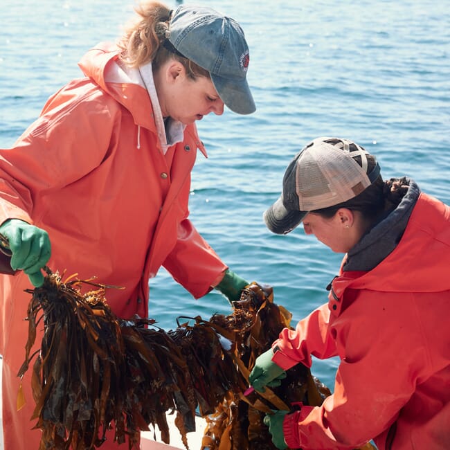 Seaweed farmers with harvest.