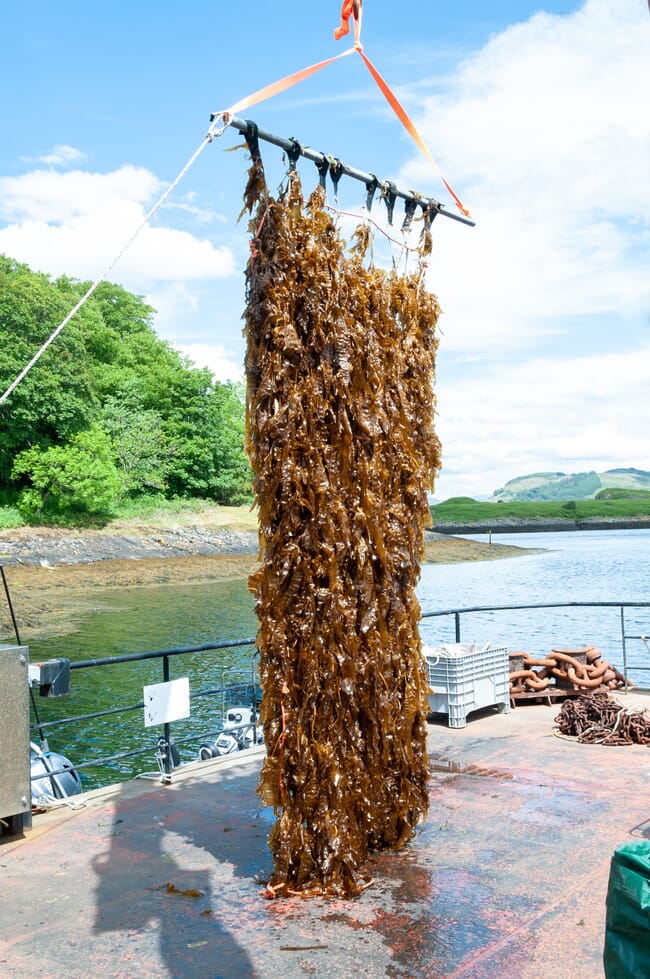 Saccharina seaweed.