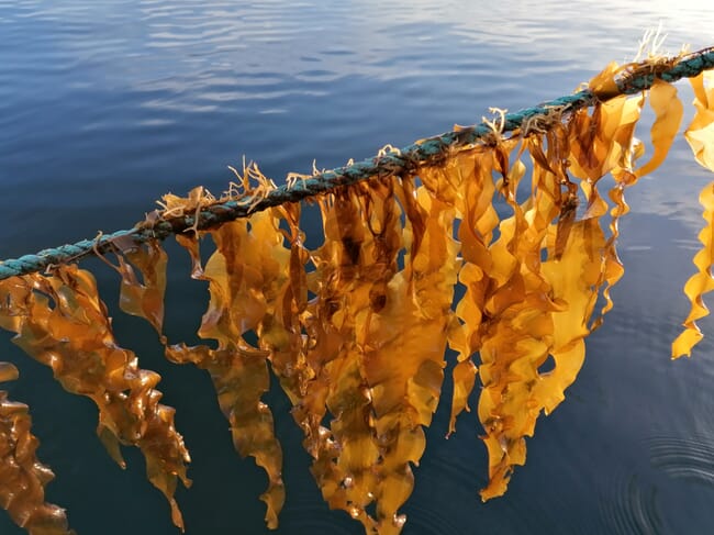 Saccharina seaweed.