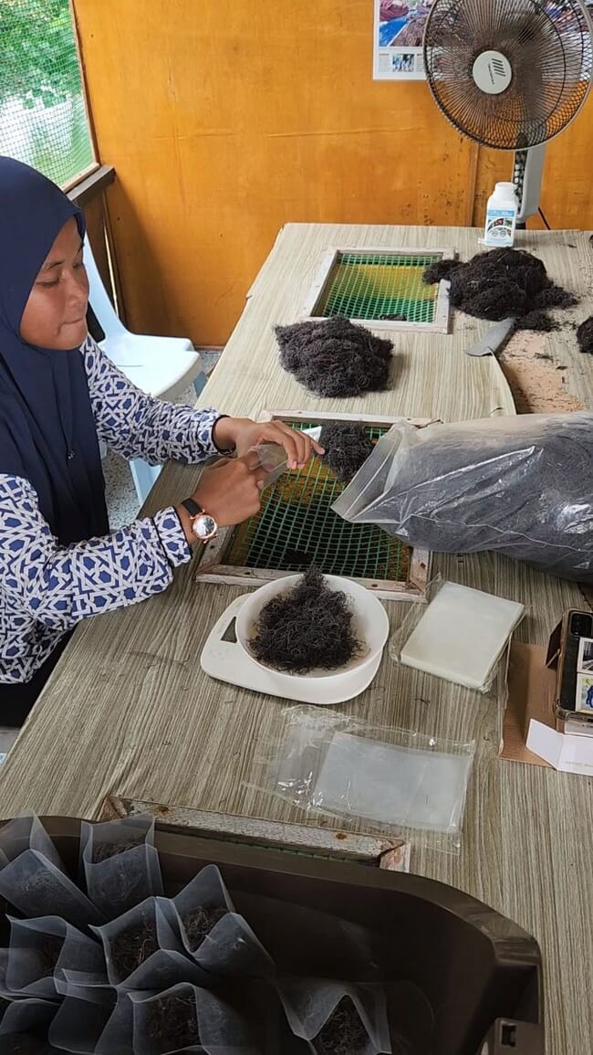 Person processes seaweed