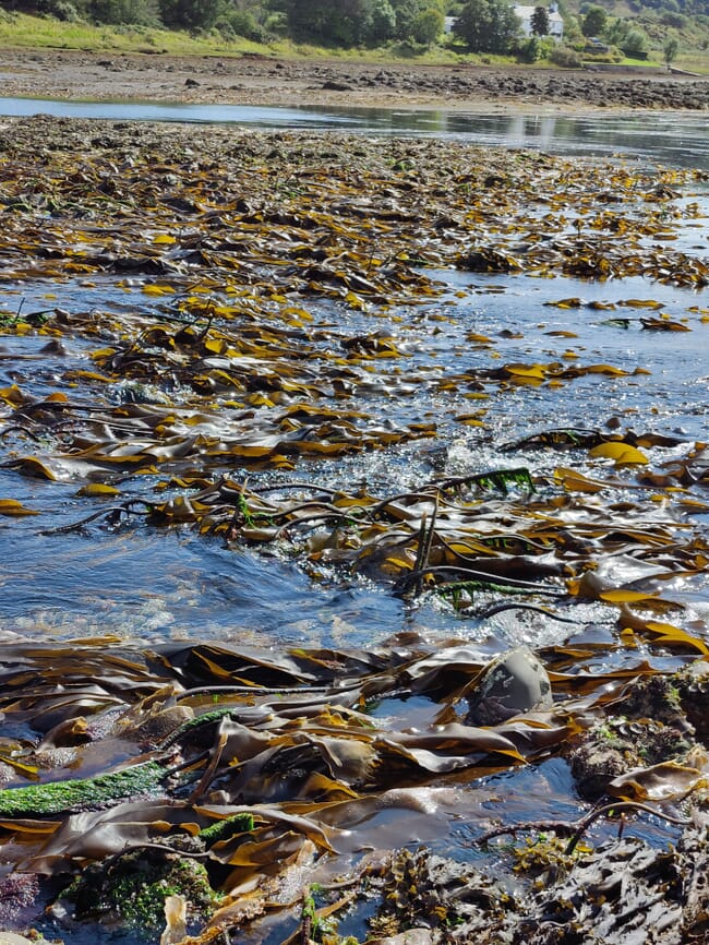 Scottish Seaweed