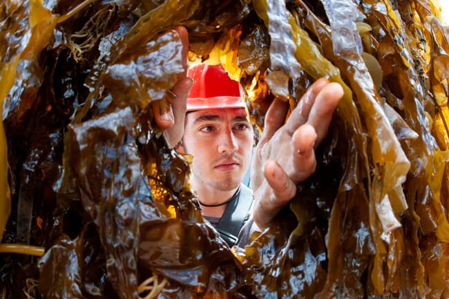 A man peeking through seaweed.