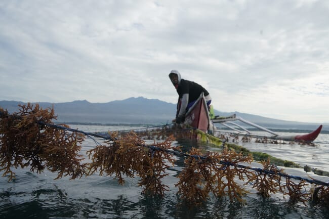 Homem cultivando algas marinhas.