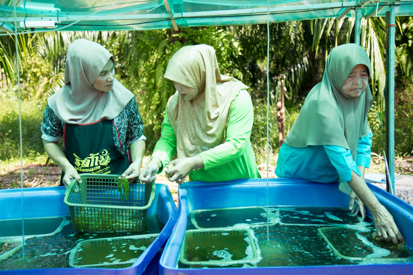 Seaweed farmers sorting seaweed.