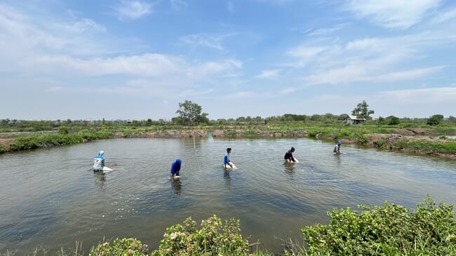 Gracilaria seaweed farming in Indonesia.