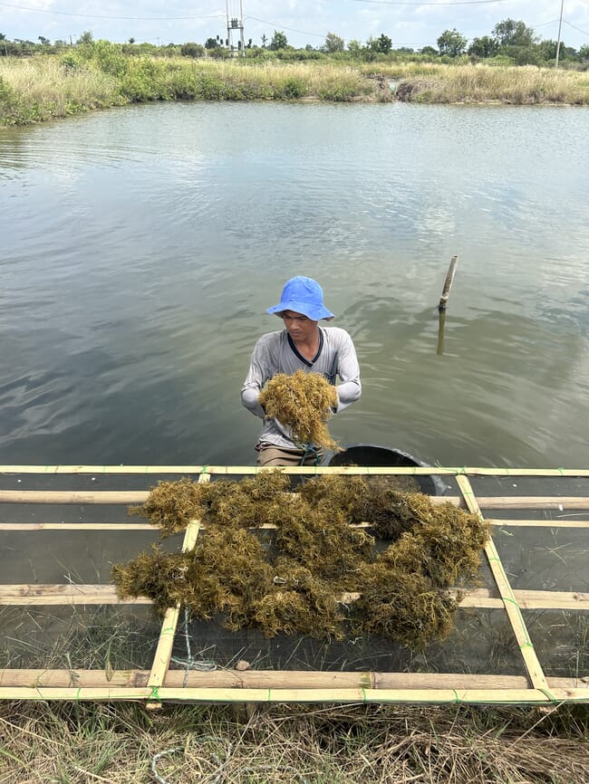 Gracilaria seaweed farming.