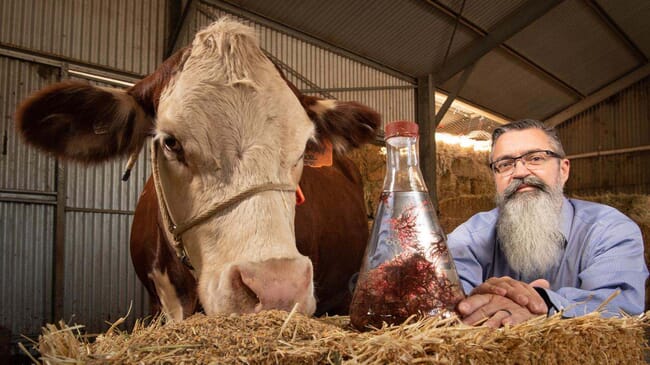 Steven Meller, founder of CH4 Global, with cow.