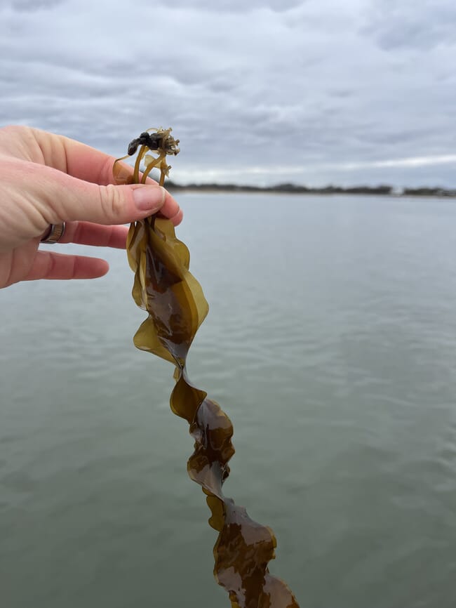 Sugar kelp grown by Sue Wicks.