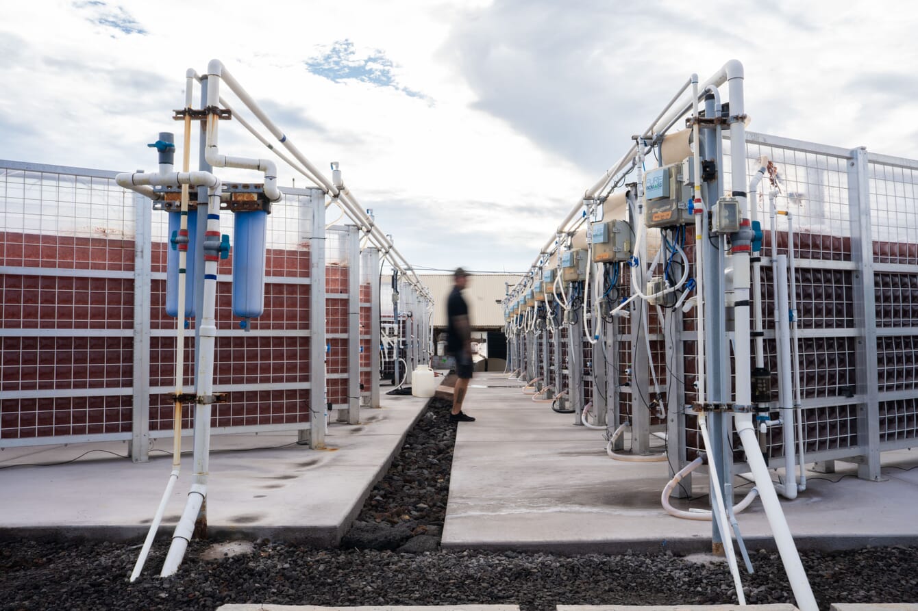 A man walking across a red seaweed farm in Hawaii.